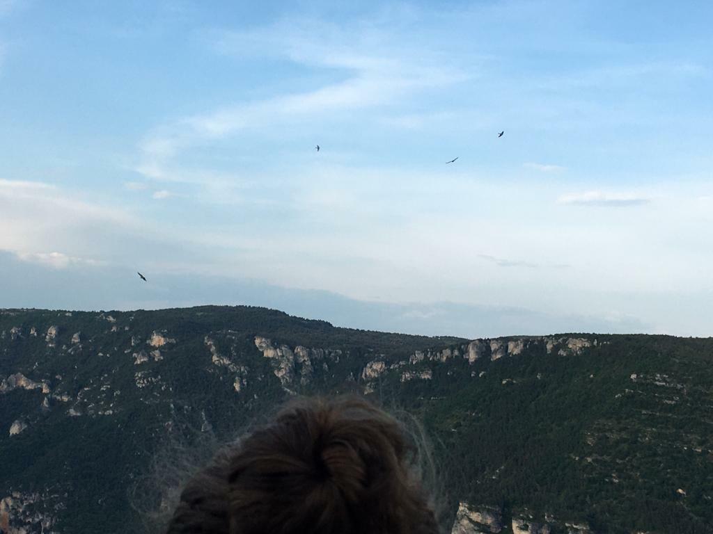 Vols de vautours depuis le centre